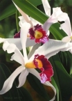 Captivating Cattleya
